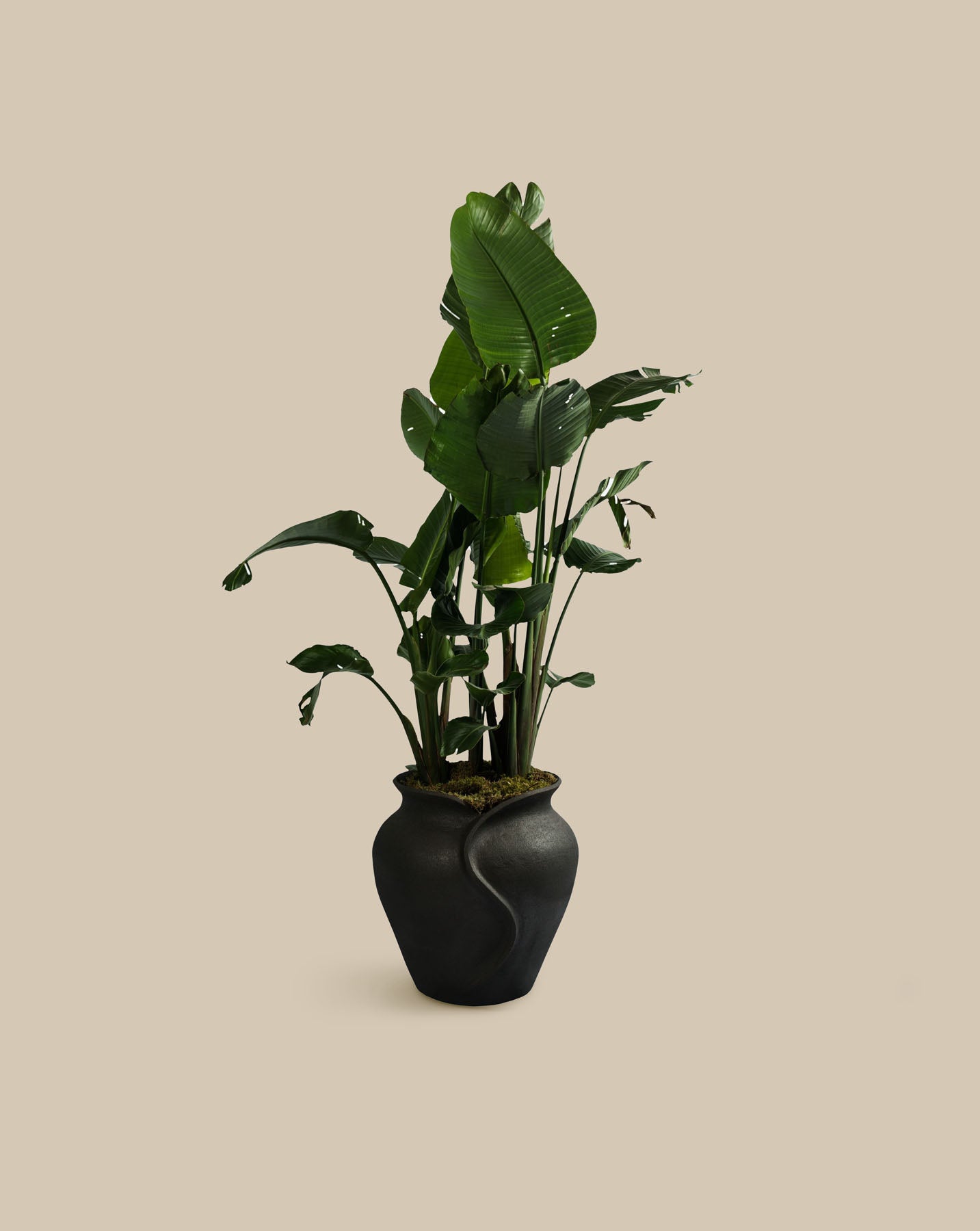 Medium Collar Planter